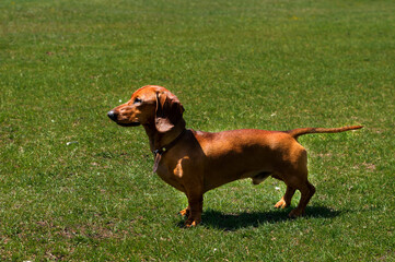 A young dachshund poses on a sunny day on a green lawn.
