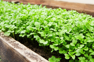 Young mustard sprouts grow in the soil. Use for fertilizing the soil, improving fertility, weed control.
