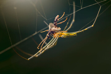spider on the web
