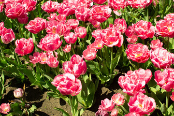 tulips, park, sunny day, bench for recreation, city square, trees, swing