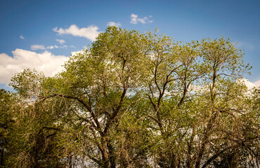 Entwined Tree Branches