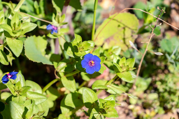 Lysimachia foemina is commonly known as blue pimpernel or poor man's weatherglass, and was formerly called Anagallis foemina. It is a low-growing annual herbaceous plant of the family Primulaceae