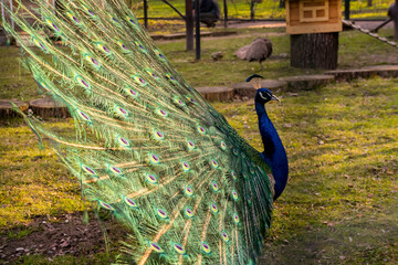 The peacock spread its tail. Village 