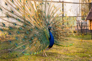 Obraz premium The peacock spread its tail. Village 