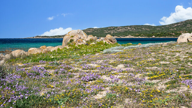 Corse, Sart&egrave;ne, Tizzano