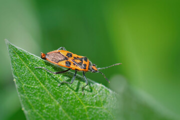 Closeup of a red and colorful shieldbug, the Cinnamon Bug, Corizus hyoscyami