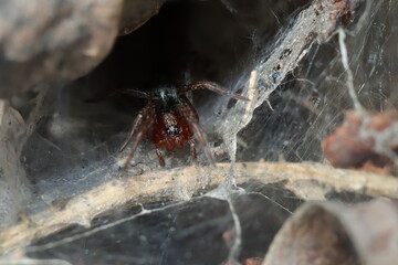 araignée coélote sur sa toile en tunnel