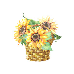 Sunflower with with green leaves in wicker basket. Helianthus on white background. Watercolor yellow flower.