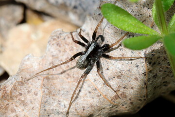 araignée pardosa lugubris sur feuille morte