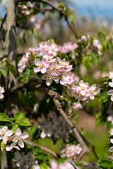 Blooming apple tree branch. Springtime, flower background. Blossom garden, floral wallpaper.