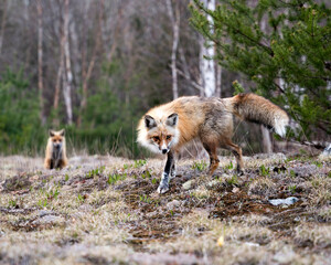 Red Fox Photo Stock. Fox Image. Close-up profile view standing on moss with a blur fox and forest background in its environment and habitat. Picture. Portrait.