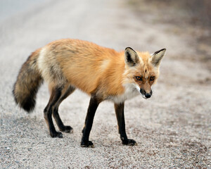 Red Fox Photo Stock. Fox Image. close-up profile side view with blur background in its environment and habitat.  Photo. Picture. Portrait
