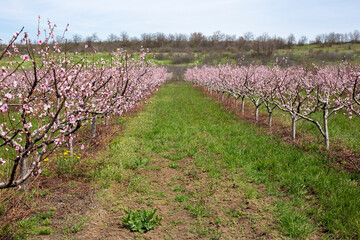 Blooming peach orchard. 