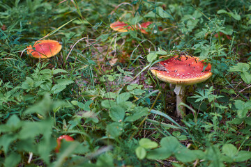 fly agarics in green grass