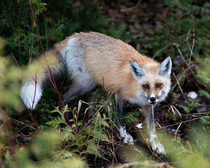 Red Fox Photo Stock. Fox Image.  Close-up profile side view looking at camera with a blur coniferous branches background in its environment and habitat.  Picture. Portrait.