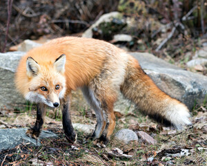 Red Fox Photo Stock. Fox Image. Close-up  side view looking at camera in the spring season with blur rocks and forest background in its environment and habitat.  Picture. Portrait.