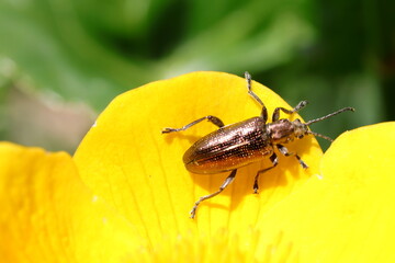 donacie soyeuse coléoptère sur une fleur de populage