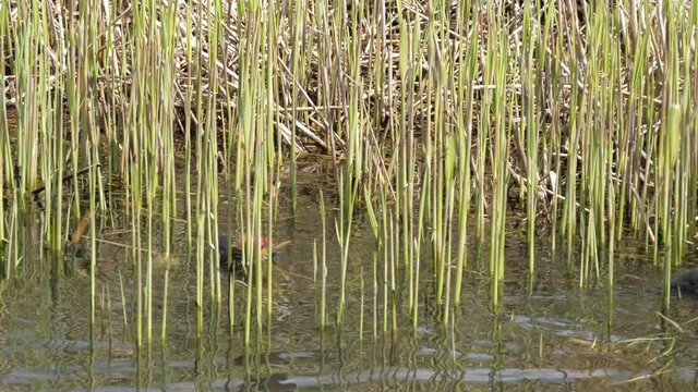 Coot feeding baby coots in the ditch of polder landscape