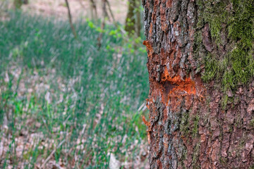 Pine bark Lush Lava Color on the rough horsetail background. Tidewater Green color trend 2021. Inspiration board concept. Copy space. 