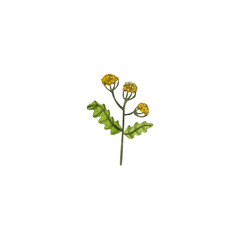 Tansy, a medicinal herb. Watercolour illustration.