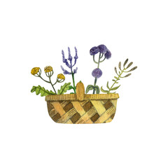 A basket of herbs. Sage, tansy, thyme, oregano. Watercolour illustration.