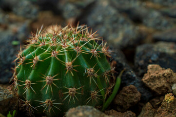 mother in law cushion/golden barrel cactus/ ball cactus/Echinocactus grusonii
