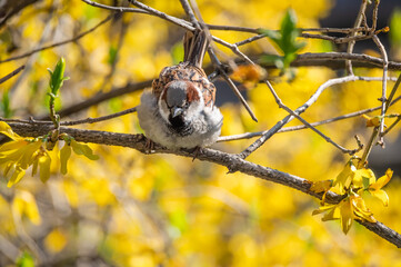 House sparrow perched on a branch of blooming yellow forsythia