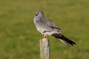 portrait de busard cendré mâle