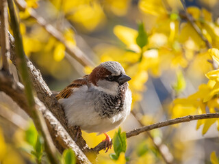 House sparrow perched on a branch of blooming yellow forsythia 