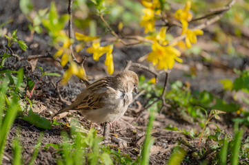 House sparrow female perched on a ground in grass under blooming yellow forsythia branch on sunny spring day