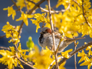 House sparrow perched on a branch of blooming yellow forsythia against dark blue background