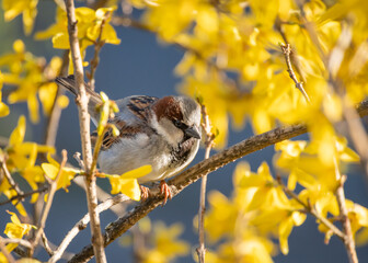 Closeup of house sparrow perched on a branch of blooming yellow forsythia against blue background