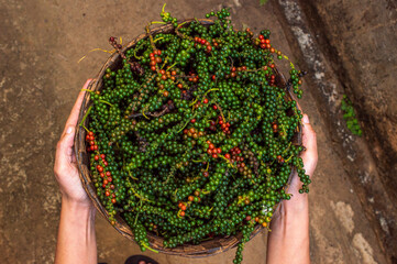 fresh green peppercorns in farmer's hand
