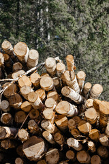 felled birch tree trunks in large numbers. Forest area. The concept of construction and forestry. Close-up of the log house
