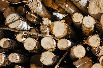 felled birch tree trunks in large numbers. Forest area. The concept of construction and forestry....