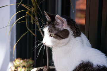 gato blanco de ojos verdeen la terraza de su casa observando  y descansando, tranquilo