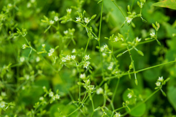 wild plants with tiny leaves and flowers
