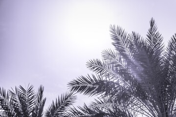 Tropical tourism paradise palms in sunny summer sun purple sky. Sun light shines through leaves of palm. Beautiful wanderlust travel journey symbol for vacation trip to southern holiday dream island