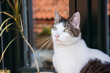 gato blanco de ojos verdeen la terraza de su casa observando  y descansando, tranquilo