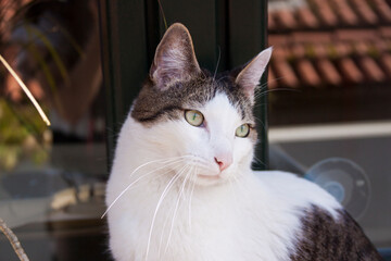 gato blanco de ojos verdeen la terraza de su casa observando  y descansando, tranquilo