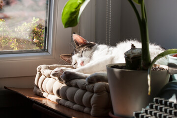 gatito blanco tomando el sol, durmiendo la siesta muy ralajado al lado de la ventana sobre un cojín, bajo la sombra de la plantas de interior