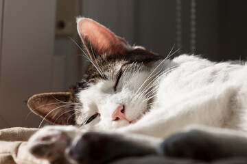 gatito blanco tomando el sol, durmiendo la siesta muy ralajado al lado de la ventana sobre un cojín, bajo la sombra de la plantas de interior