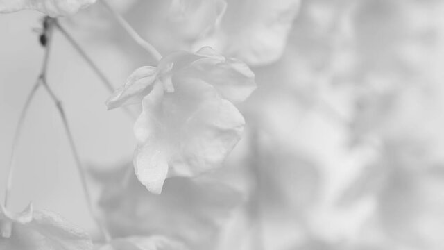 Close up Dendrobium lindleyi Steud in monochrome , Chiangmai Thailand