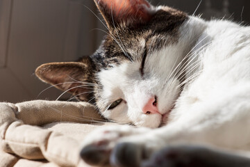 gatito blanco tomando el sol, durmiendo la siesta muy ralajado al lado de la ventana sobre un cojín, bajo la sombra de la plantas de interior