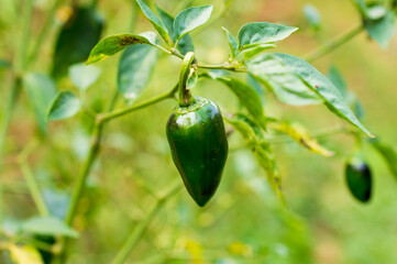 Fresh spicy green chilli on the plant
