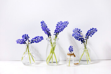 Tender blue muscari flowers in glass jugs