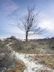 Lonely tree