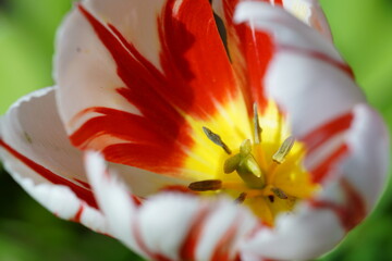 Die Blüte einer Tulpe