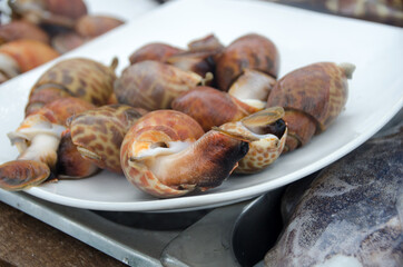 Babylonia areolata on bowl for make seafood.