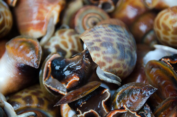 Babylonia areolata on bowl for make seafood.